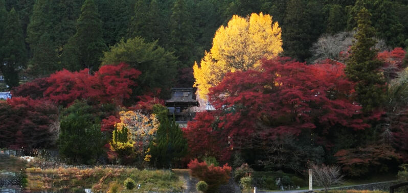 Temple of the Jewel Dragon: Autumn Maples in Gero, Japan Temple of the Jewel Dragon nestled on a hillside, surrounded by vibrant red and gold autumn maple foliage in Gero, Japan